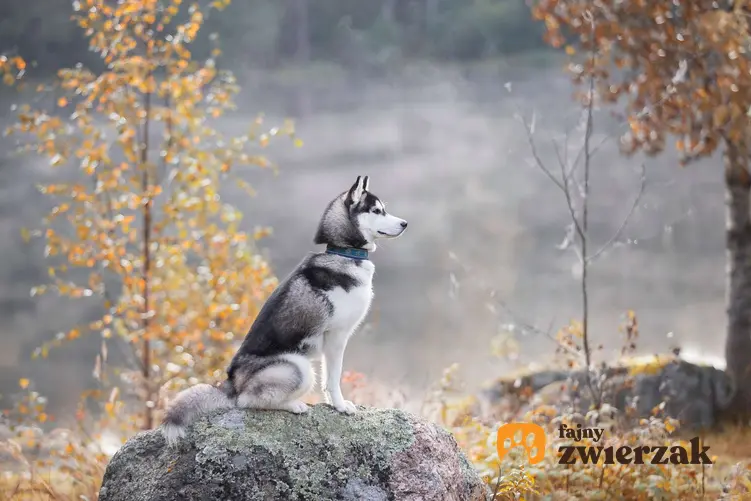 Husky syberyjski siedzi na skale w lesie.