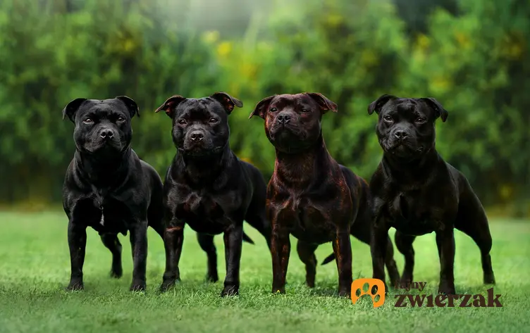 Cztery psy rasy staffordshire bull terrier stoją obok siebie.
