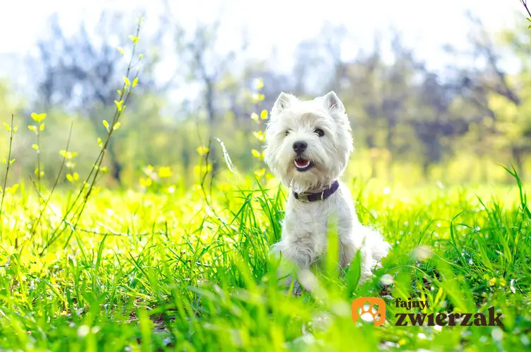 West highland white terrier siedzi w trawie.