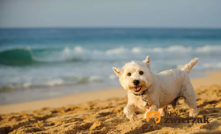 West highland white terrier na plaży.