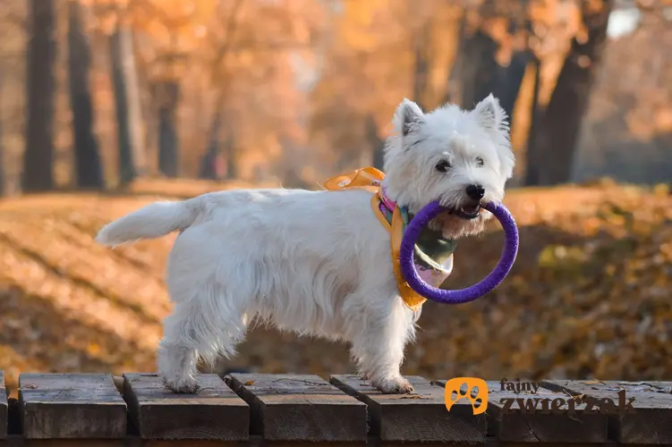 West highland white terrier z fioletowym ringiem w pyszczku. Pies jest w parku jesienią.