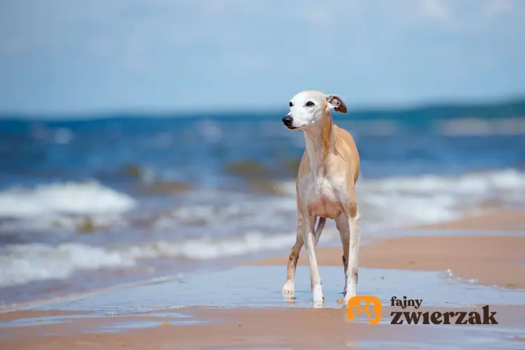 Whippet na plaży.