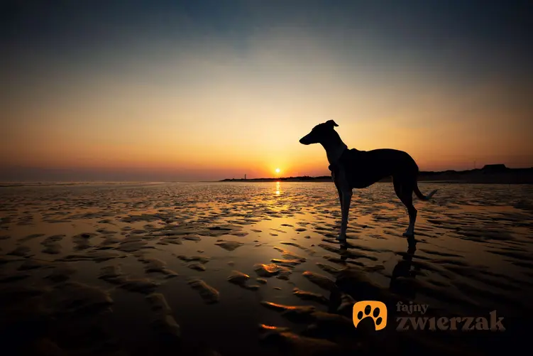 Whippet na tle zachodzącego słońca. Pies jest na plaży.