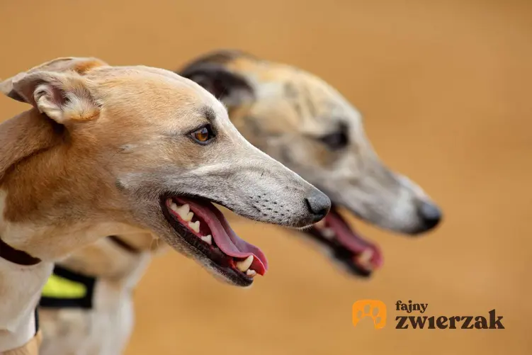 Dwa psy rasy greyhound.