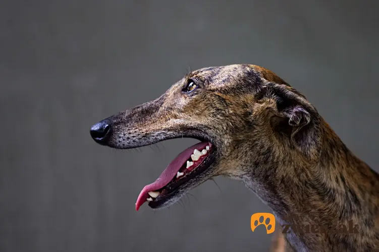 Portret rasy greyhound.