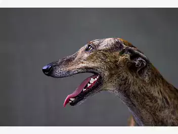 Greyhound - zdjęcie 3