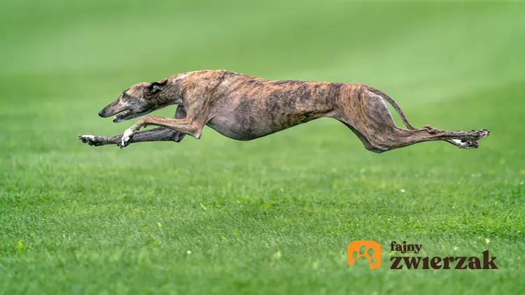 Greyhound w biegu.