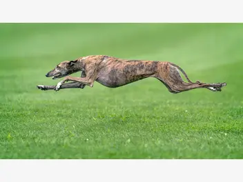 Greyhound - zdjęcie 1