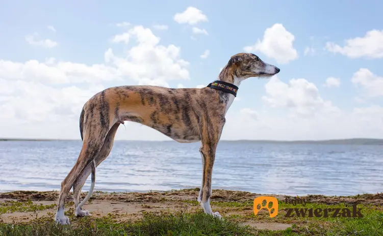 Greyhound stoi na tle wody.