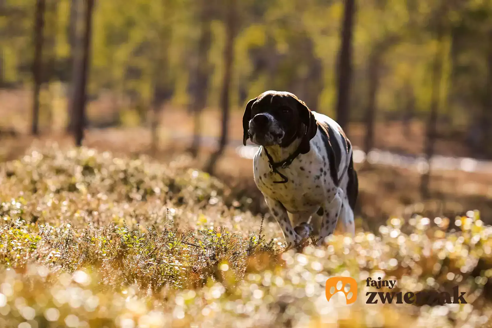 Pointer Opis Charakter Piel gnacja Porady