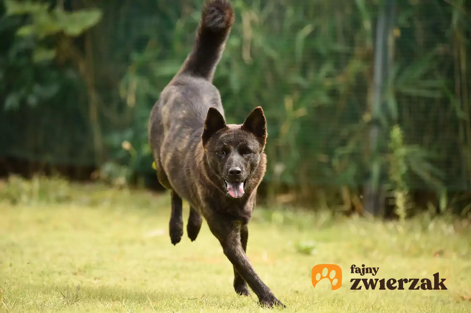 Kai Opis Charakter Piel gnacja Porady