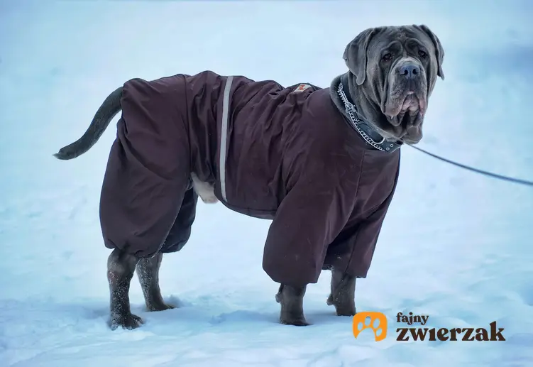 Mastif neapolitański w zimowym ubraniu dla psów.