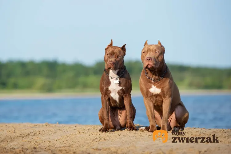 Dwa psy rasy amerykański pitbulterier.