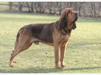 Bloodhound - zdjęcie 2