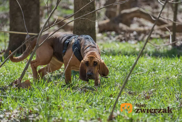 Bloodhound w szelkach w lesie.