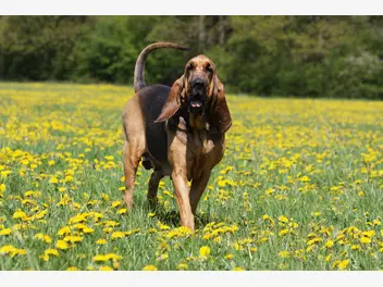 Bloodhound - zdjęcie 1