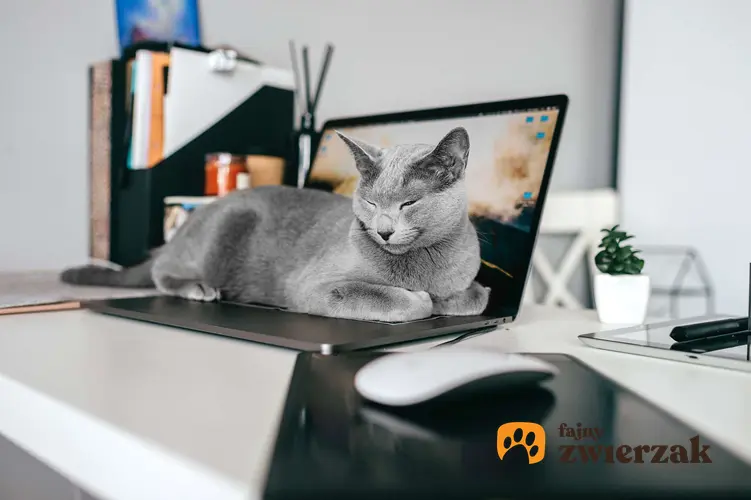 Kot rosyjski niebieski leży na klawiaturze laptopa.