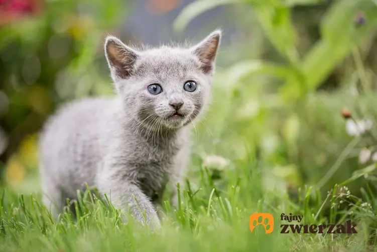 Kociak kota rosyjskiego niebieskiego w trawie.