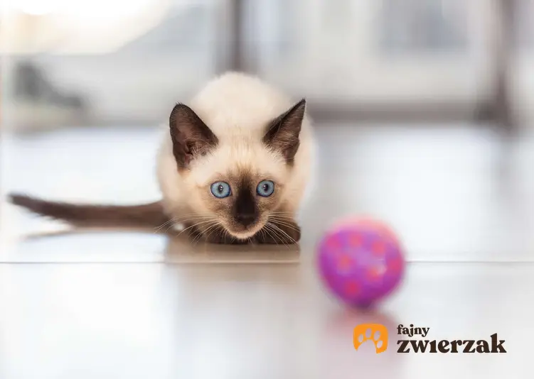 Kot syjamski bawi się fioletową piłką.