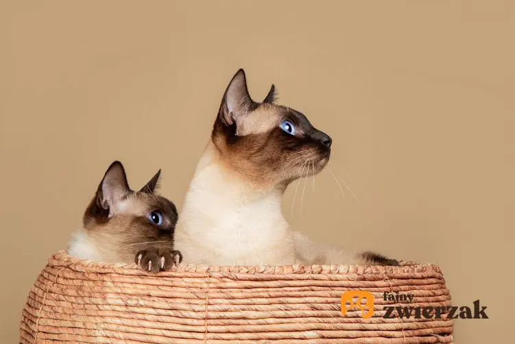 Dwa koty syjamskie w koszyku.