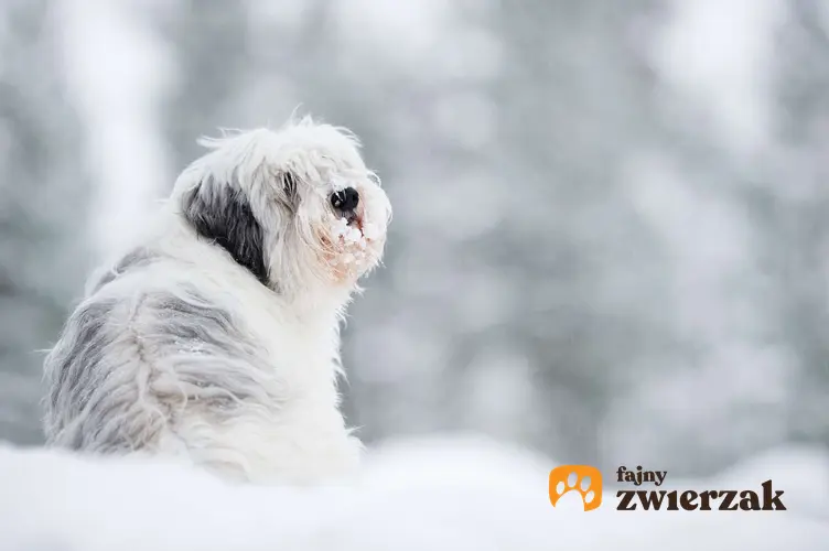 Polski owczarek nizinny siedzi na śniegu.