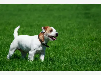 Parson Russell terrier - zdjęcie 3
