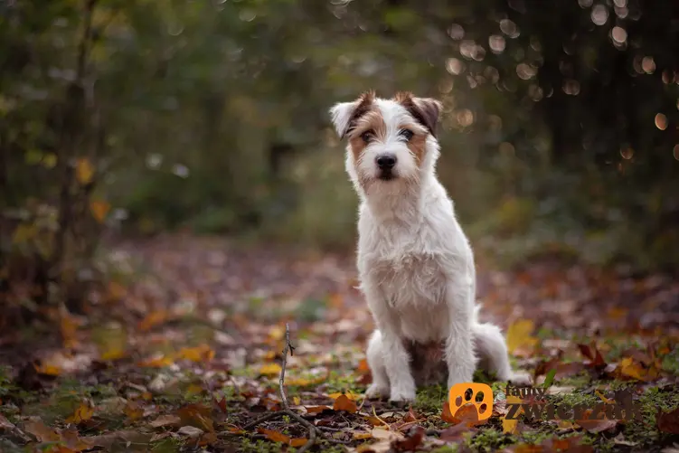 Parson russell terrier siedzi na jesiennych liściach.