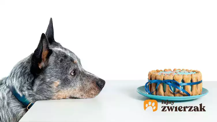 Pies patrzy na tort przysmaków.