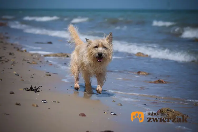 Cairn terrier idzie po plaży nad morzem.