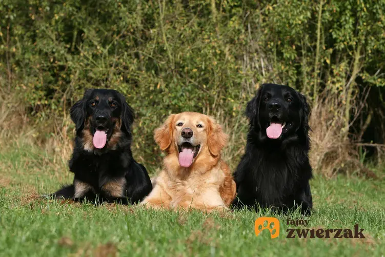 Trzy psy rasy hovawart o różnym umaszczeniu.