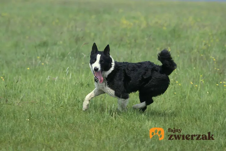 Karelski pies na niedźwiedzie biega po trawie.