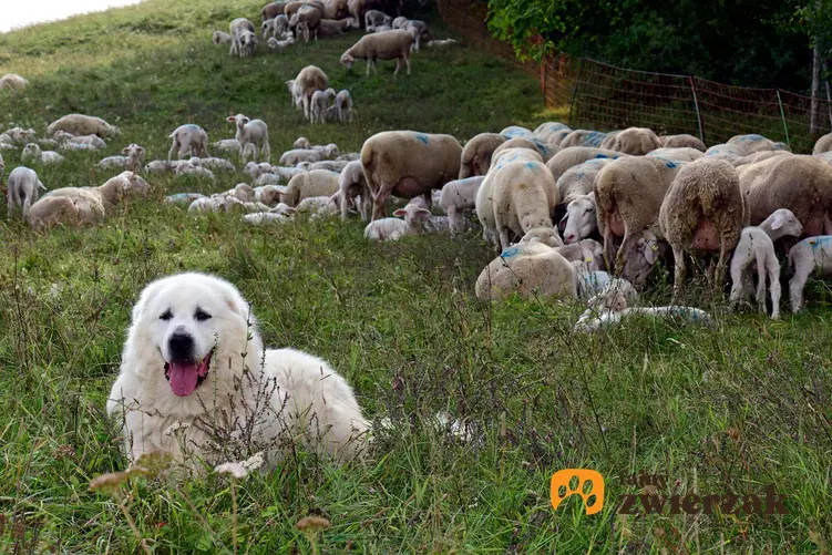 Pirenejski pies górski pilnuje owiec.