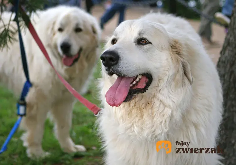 Dwa psy rasy pirenejski pies górski na smyczy.