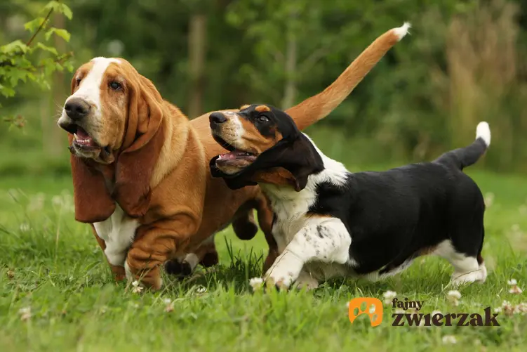 Dwa pasy rasy basset hound podczas zabawy.