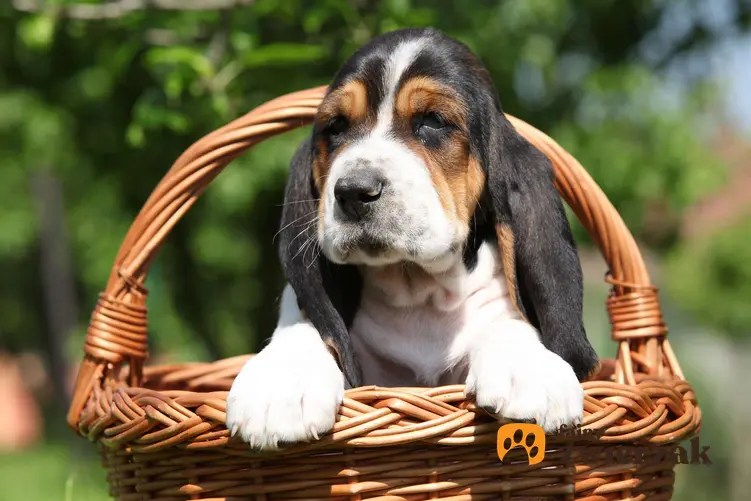 Basset hound w koszyku.