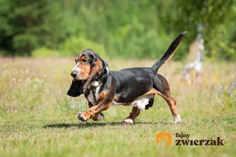 Basset hound w ruchu. Pies biegnie przez łąkę.