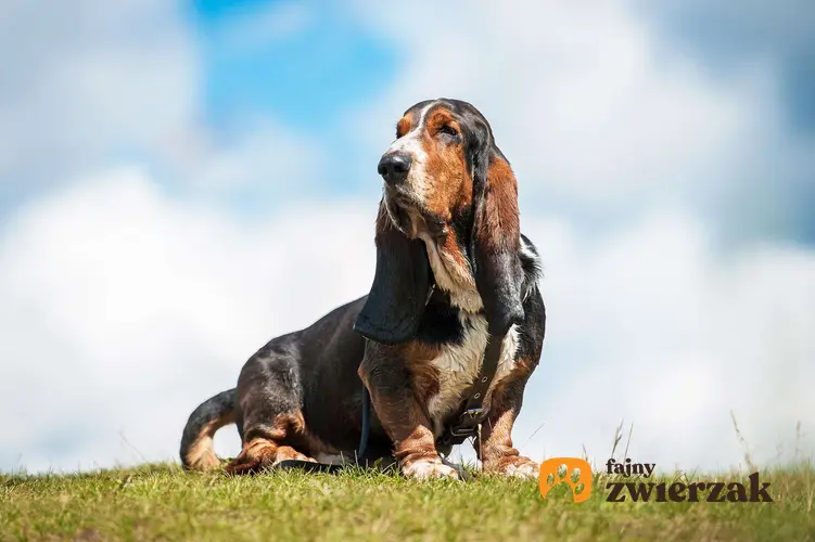 Portret psa rasy basset hound na tle błękitnego nieba.