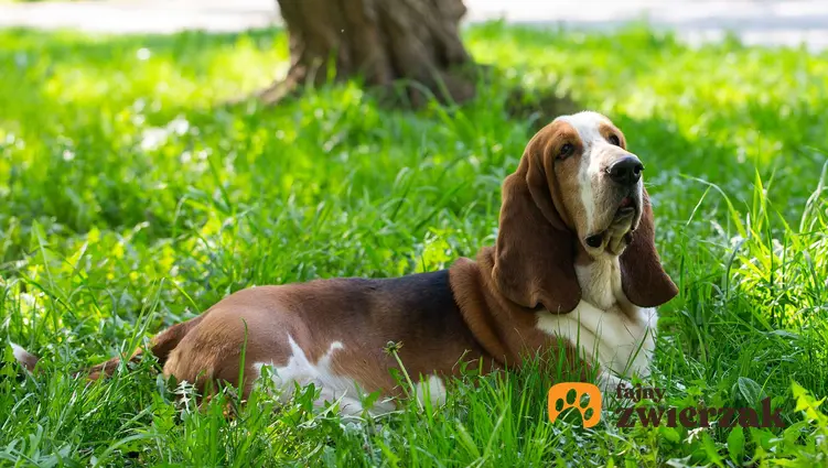 Basset hound leży na trawie.