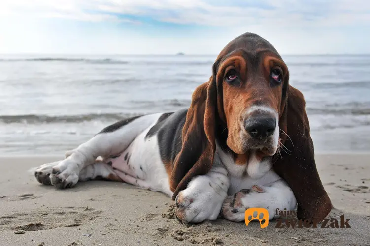 Basset hound na plaży.