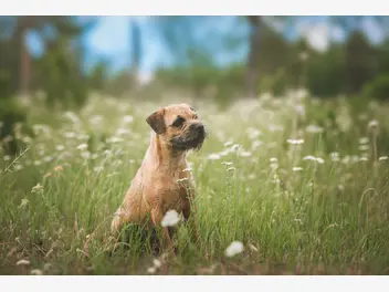 Border terrier - zdjęcie 5