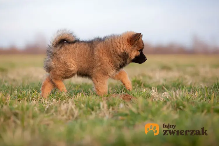 Pies rasy eurasier na polu.