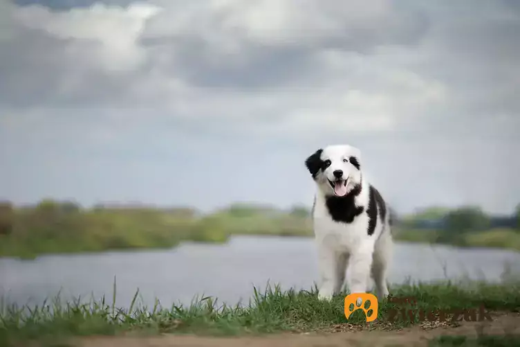 Pies rasy łajka nad jeziorem