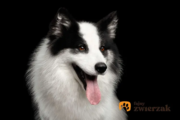 Portret psa rasy łajka jakucka z otwartym pyskiem.