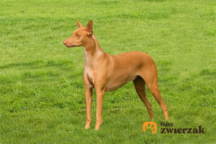 Pies faraona stoi na trawniku.