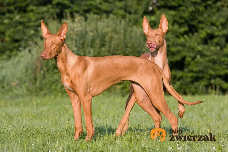 Dwa psy faraona na trawniku.