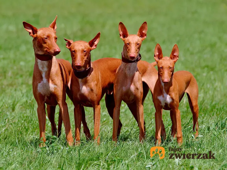 Cztery psy faraona na trawniku.