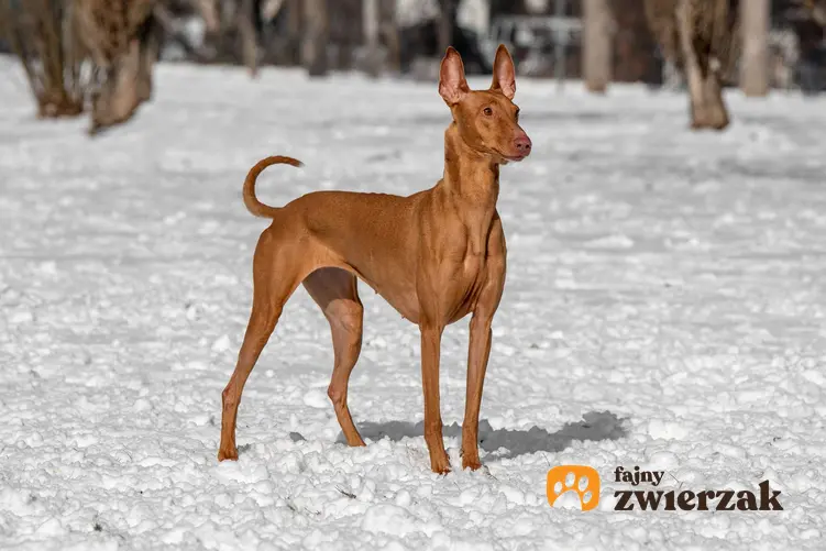 Pies faraona stoi na śniegu.