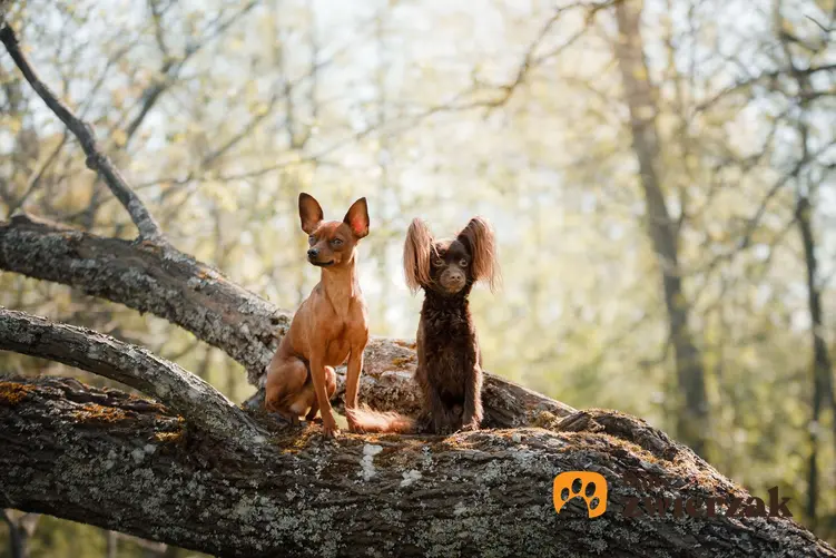 Dwa psy rosyjski toy na pochylonej grubej gałęzi drzewa.