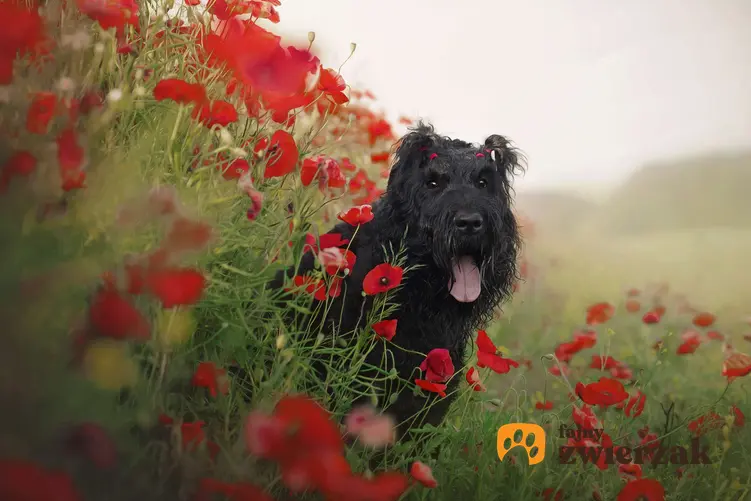 Czarny terier rosyjski stoi wśród czerwonych kwiatów.