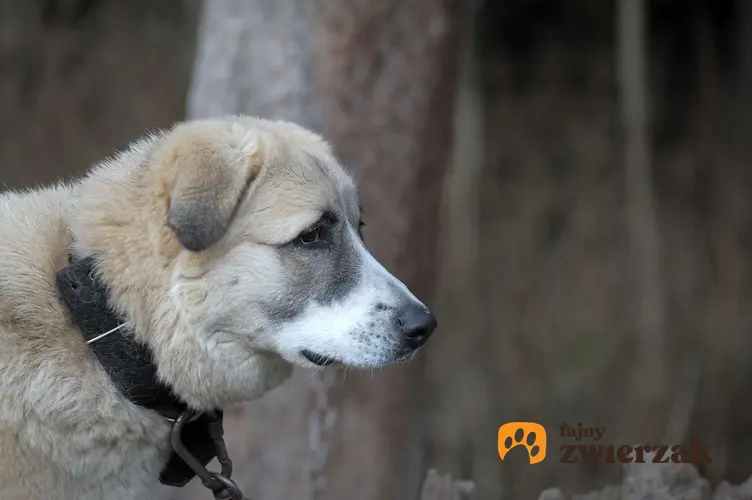 Profil psa rasy anatolian karabash.
